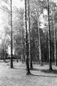 Берёзовая роща